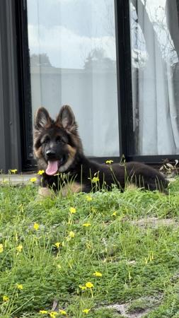 German Shepherd Dog puppy for sale by VOLSCARO
