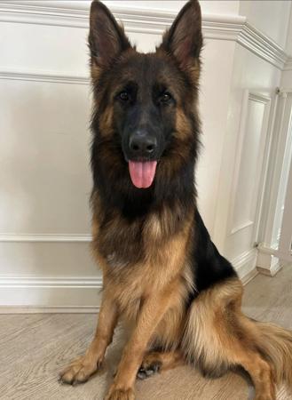 German Shepherd Dog puppy for sale by VONBAKKERKENNEL
