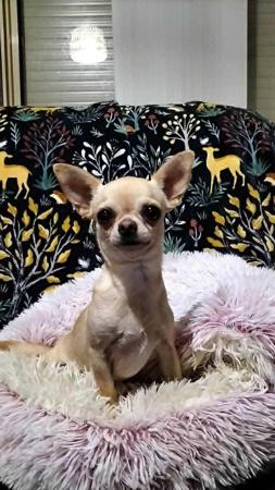 Chihuahua (Smooth Coat) dog for sale by VONCRONAN