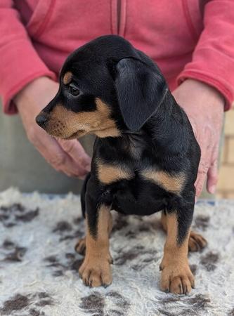 German Pinscher puppy for sale by VONGIANINA