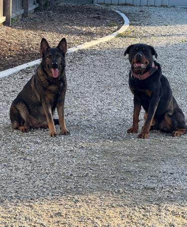 German Shepherd Dog for sale by VONJATT