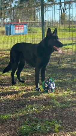 German Shepherd Dog for sale by VONMAAE