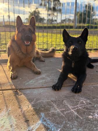 German Shepherd Dog for sale by VONMAAE