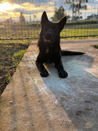 German Shepherd Dog for sale by VONMAAE