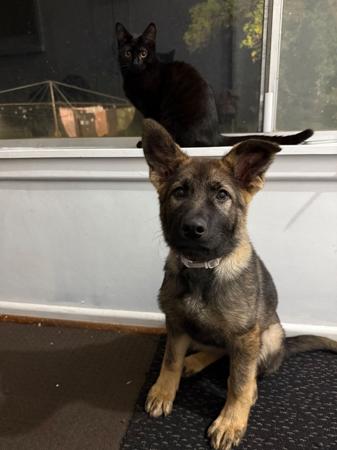 German Shepherd Dog for sale by VONMAAE