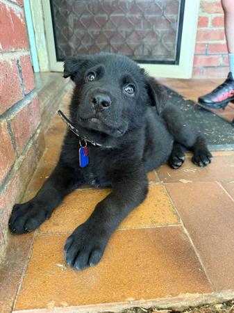 German Shepherd Dog for sale by VONMAAE