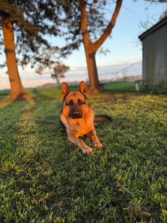 German Shepherd Dog for sale by VONMAAE
