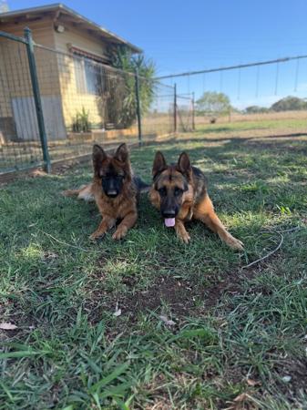 German Shepherd Dog for sale by VONMAAE