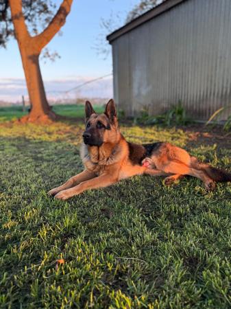 German Shepherd Dog for sale by VONMAAE