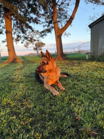 German Shepherd Dog for sale by VONMAAE