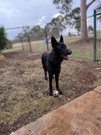 German Shepherd Dog for sale by VONMAAE