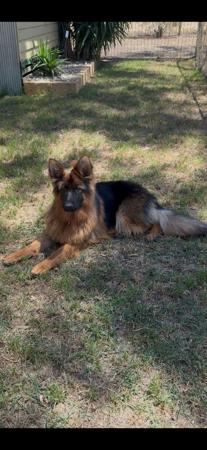 German Shepherd Dog for sale by VONMAAE