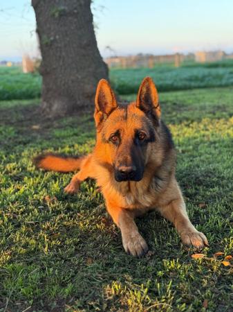 Vongotham Just Ripper German Shepherd Dog