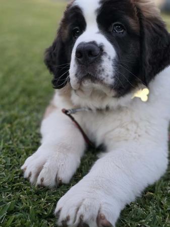 St Bernard for sale by WAIOMA