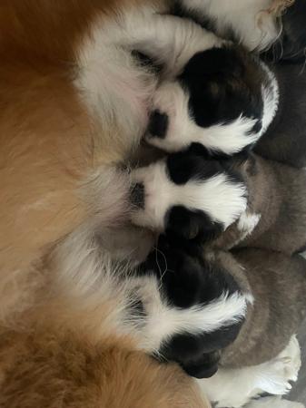 St Bernard for sale by WAIOMA