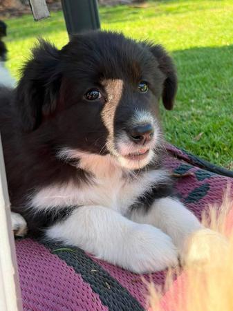 Border Collie puppy for sale by WAVENEY