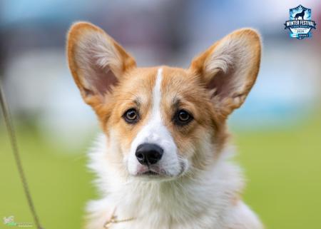 Becassmic Lets Go Welsh Corgi (Pembroke)