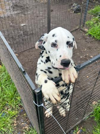 Dalmatian puppy for sale by WESTERNDALS
