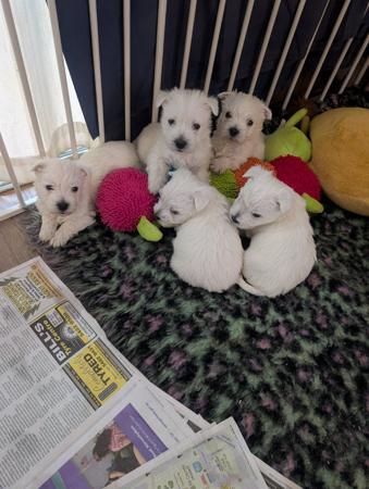 West Highland White Terrier puppy for sale by WESTIEBLU