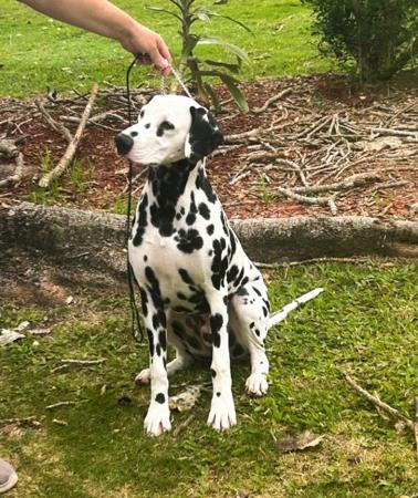 Dalmatian puppy for sale by WINTERFALLS