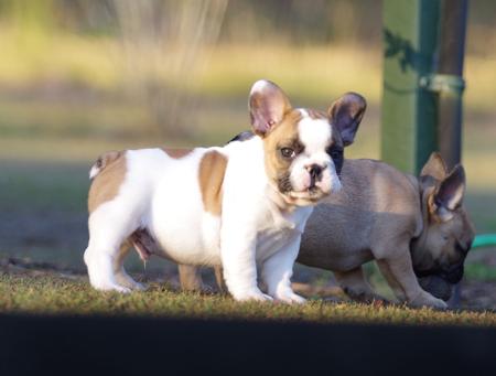 French Bulldog puppy for sale by WITTONGAPARK