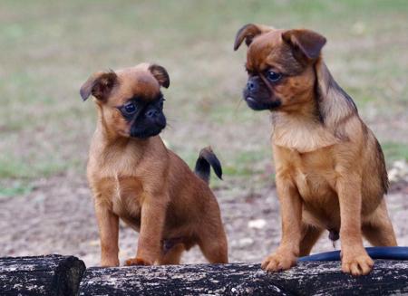 Griffon Bruxellois puppy for sale by WITTONGAPARK