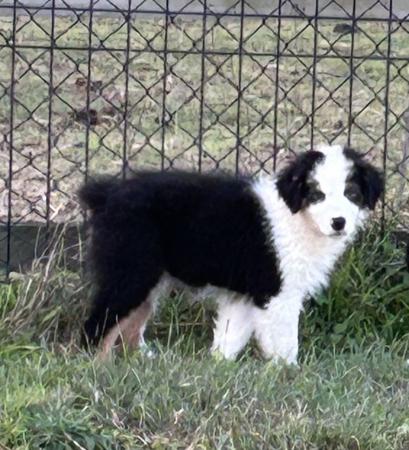 Australian Shepherd puppy for sale by WLKABOUT