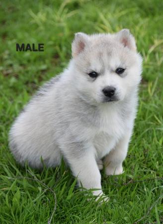 Siberian Husky puppy for sale by WOLFGIRL