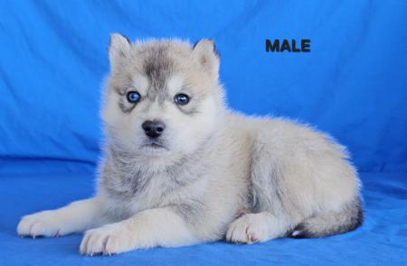 Siberian Husky puppy for sale by WOLFGIRL