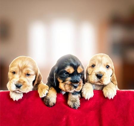 Cocker Spaniel puppy for sale by WOODROC