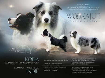 Border Collie puppy for sale by WOOKAJUE