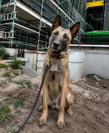 Belgian Shepherd Dog (Malinois) for sale by WYNDROSE
