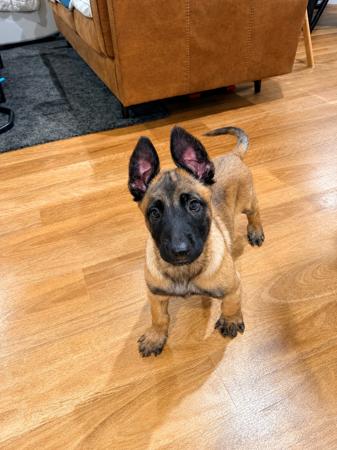 Belgian Shepherd Dog (Malinois) for sale by WYNDROSE