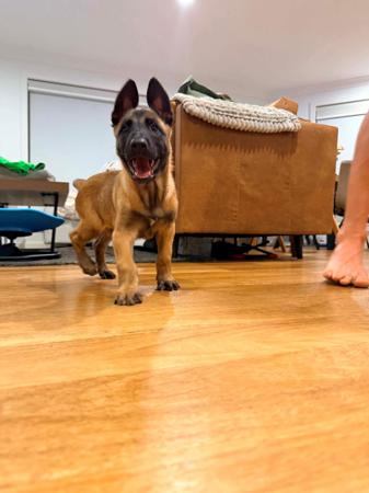 Belgian Shepherd Dog (Malinois) for sale by WYNDROSE