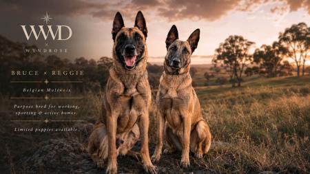 Belgian Shepherd Dog (Malinois) puppy for sale by WYNDROSE
