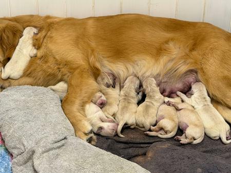 Golden Retriever puppy for sale by WYSIWYGKENNELS