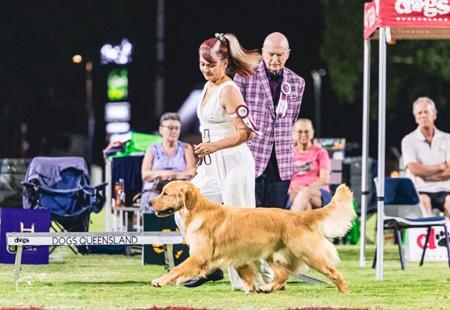 Aust Ch. Wysiwyg Whiskey Au Go Go (AI) Golden Retriever