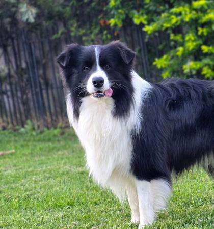 Border Collie dog for sale by XEROTH