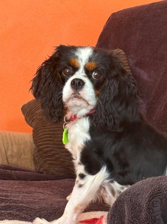 Cavalier King Charles Spaniel dog for sale by ZELINSKI81