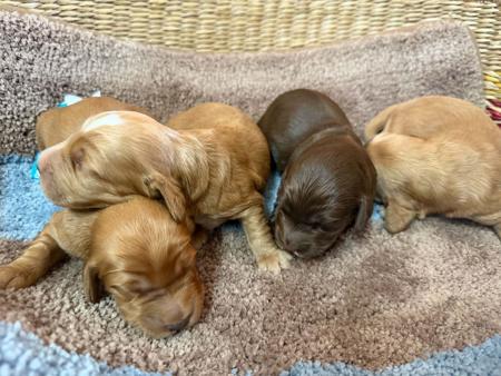 Cocker Spaniel puppy for sale by PUDORU