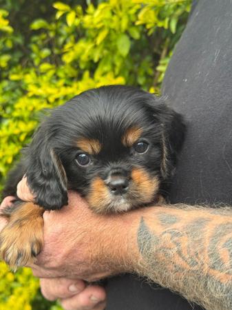 Cavalier King Charles Spaniel puppy for sale by PUDORU