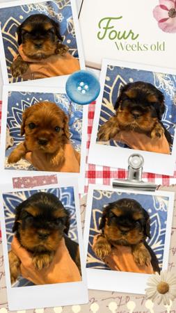 Cavalier King Charles Spaniel puppy for sale by ZESTY