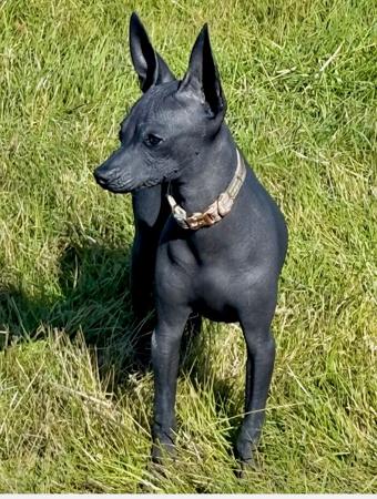 Peruvian Hairless Dog (Small) for sale by VALDASSA