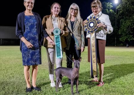 Peruvian Hairless Dog (Small) for sale by ZOVIREX