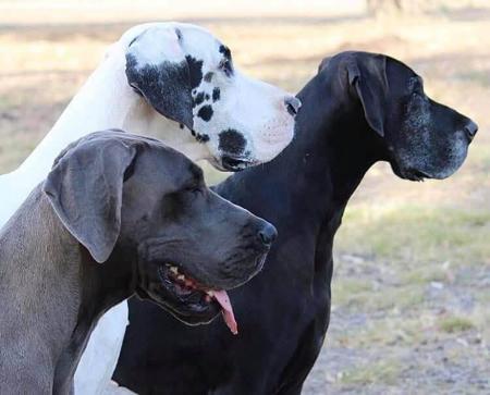 Great Dane for sale by WAGATUDE