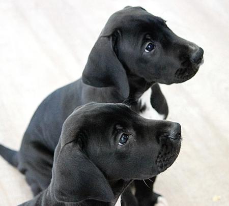 Great Dane for sale by WAGATUDE