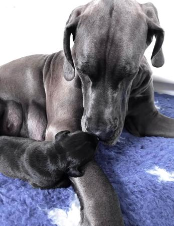 Great Dane for sale by WAGATUDE