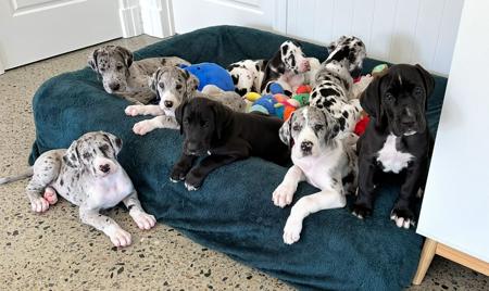 Great Dane for sale by WAGATUDE