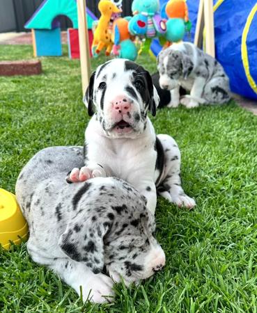 Great Dane for sale by WAGATUDE