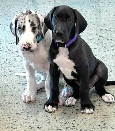 Great Dane for sale by WAGATUDE